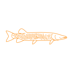 Animals Freshwater Fish Muskellunge Printable Line Art Svg, Free Vectors File